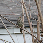 Brown Thrasher