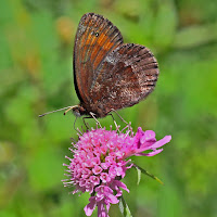 Erebia Ligea di 