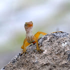 Watts Anole, Saint Kitts Bank Bush Anole, Schwartz' Anole