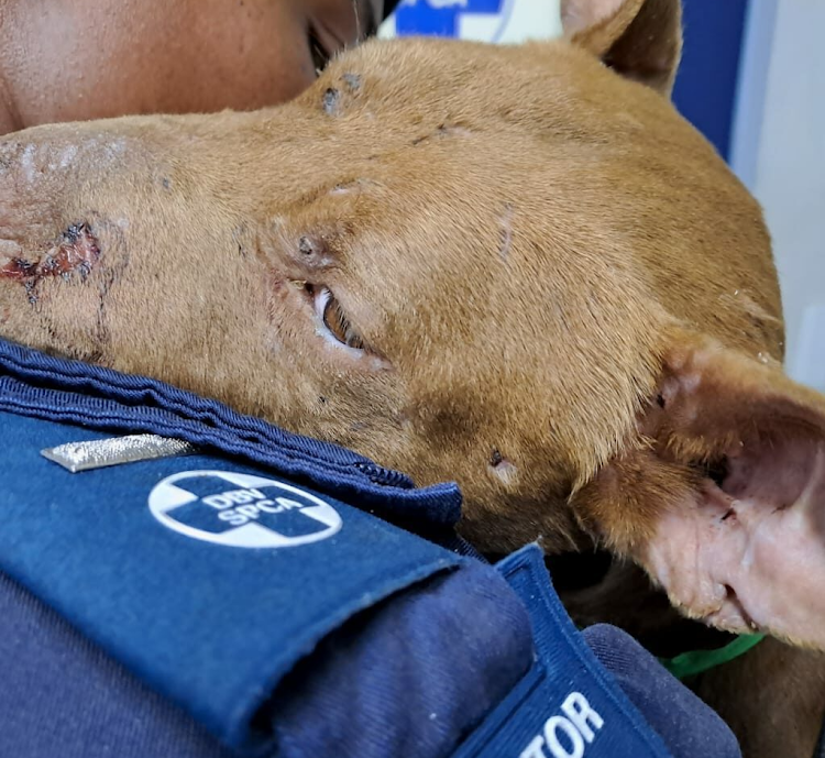 The dog had multiple bite wounds all over her face, muzzle and right forelimb.