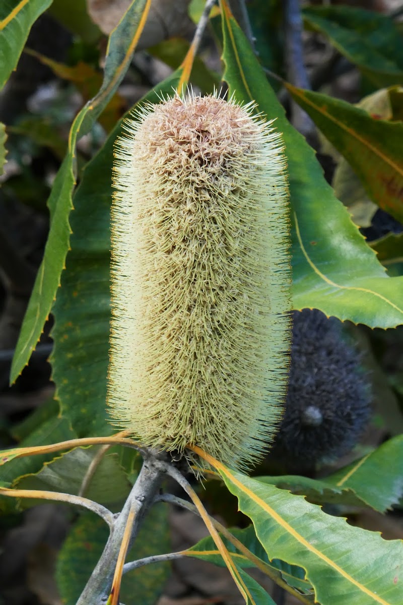 Swamp Banksia