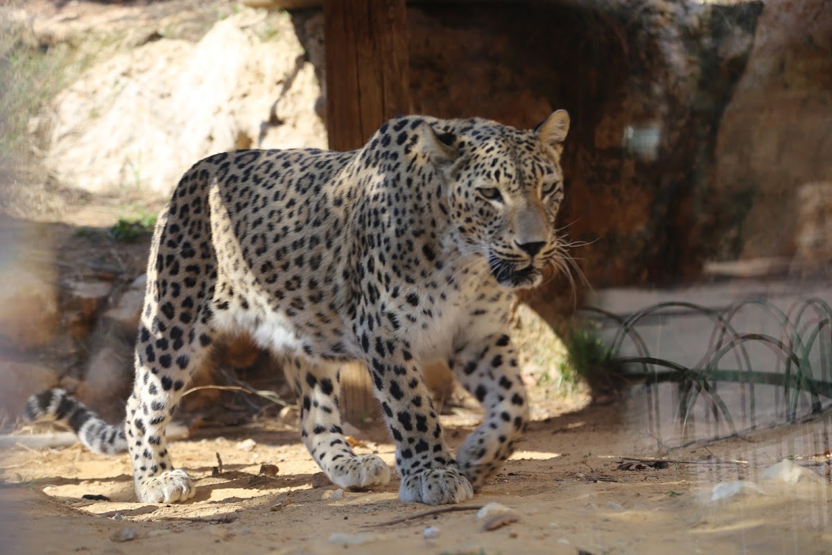 Leopard (Leopard, Pantera pardus)