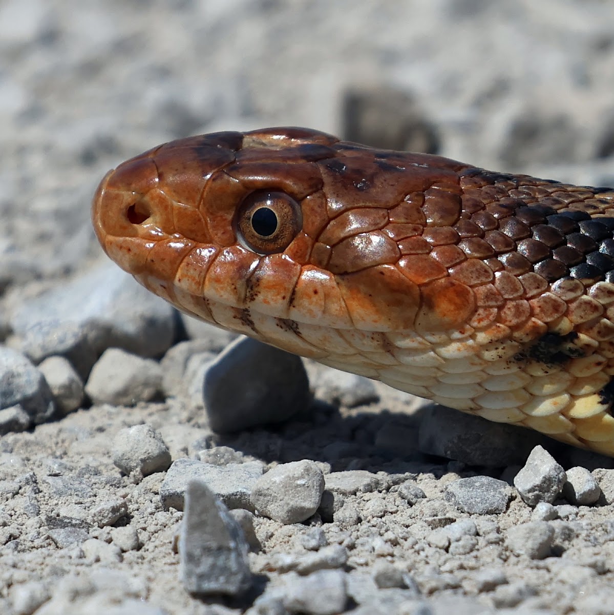 Eastern fox Snake