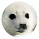 Baby Seal Cute Cute HD New Tabs Theme