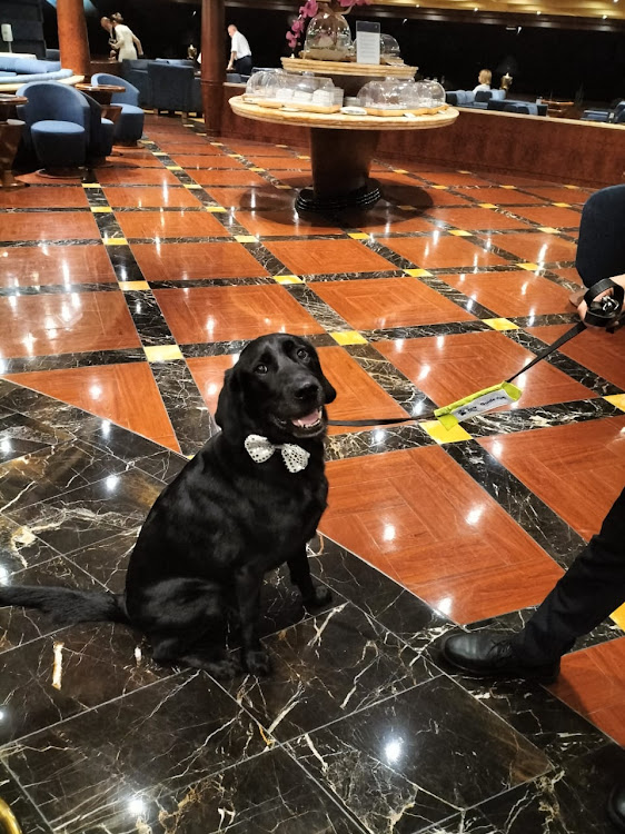 Even the guide dog dresses for dinner.