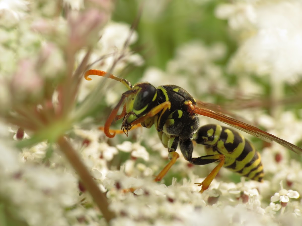 European Paper Wasp