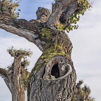 Il cuore dell'albero di mariarosa-bc