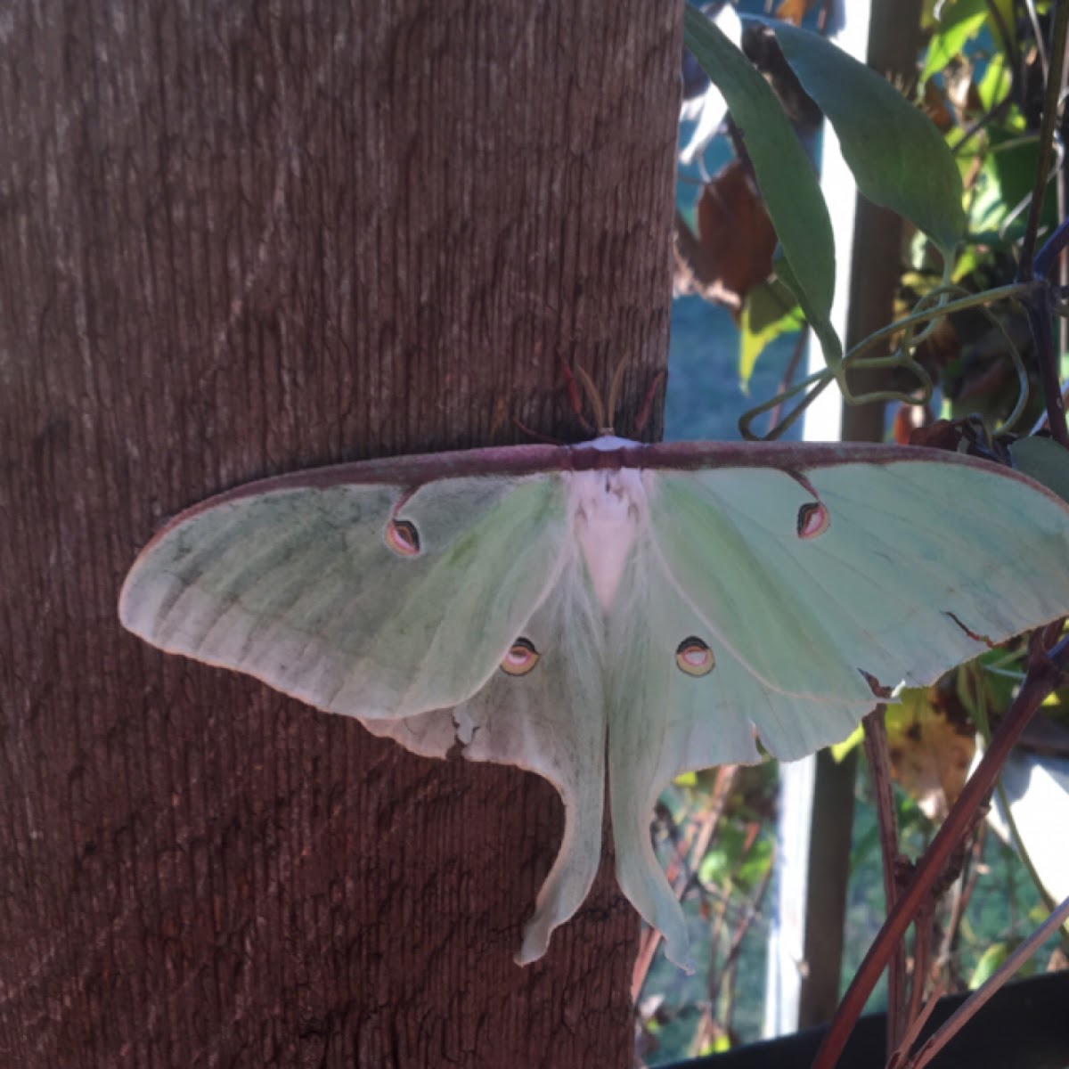 Luna moth