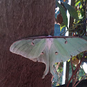 Luna moth