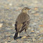 Buff-bellied pipit