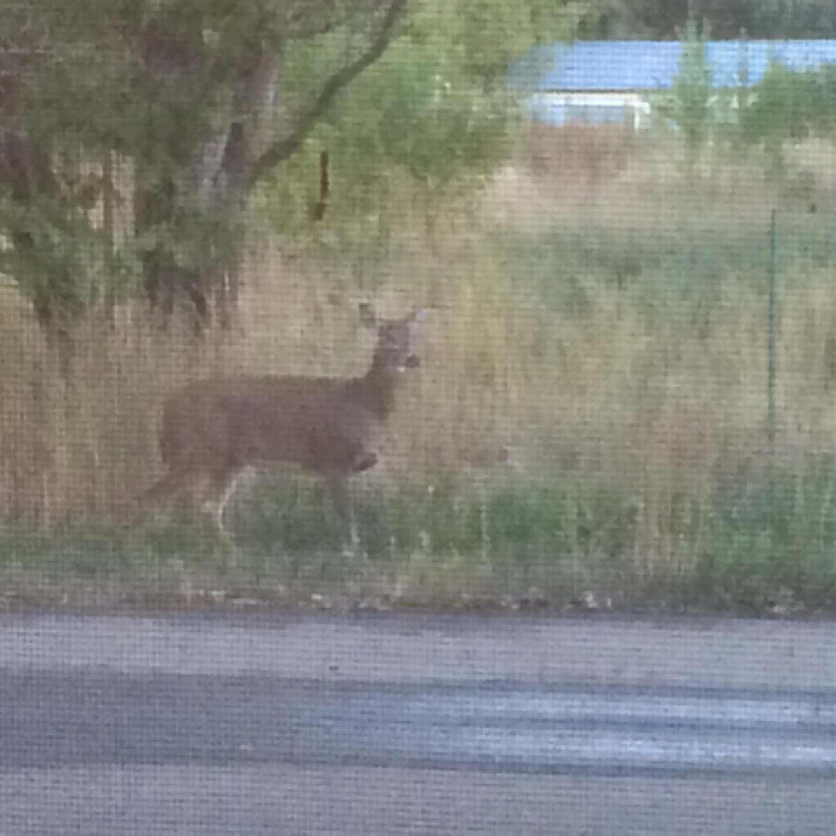 Mule deer