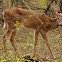 White-tailed Deer