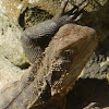 Eastern Water Dragon