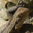 Eastern Water Dragon