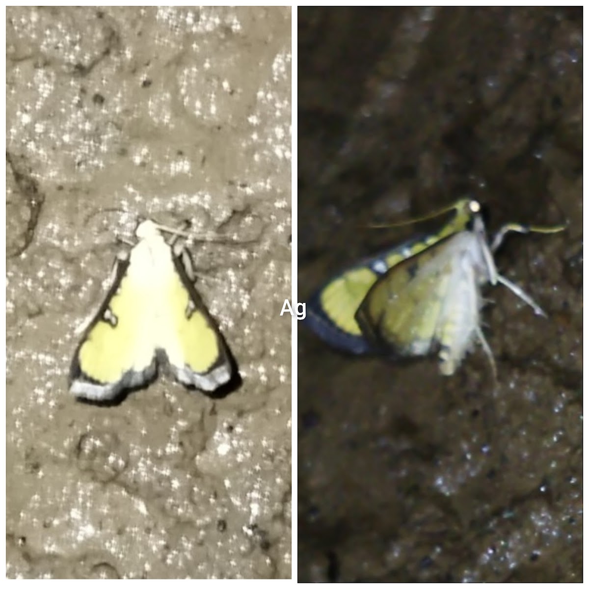 Crambidae moth