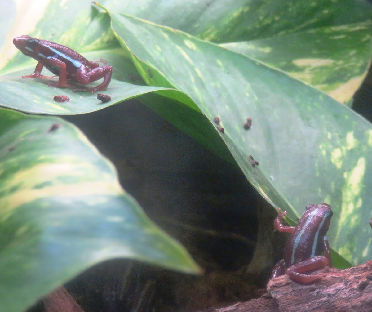 Phantasmal Poison Frog