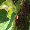 rosy apple aphid