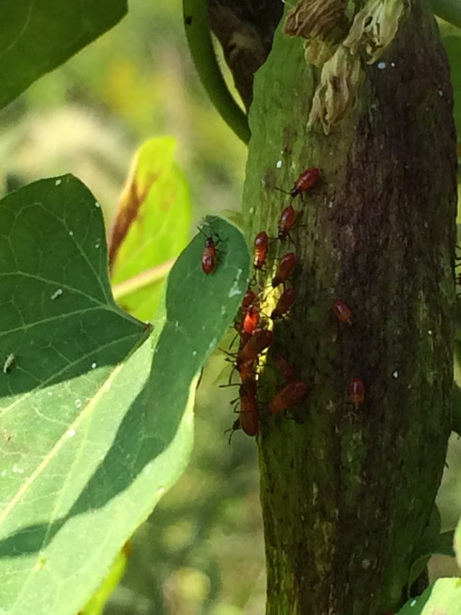 rosy apple aphid