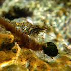 Common prawn