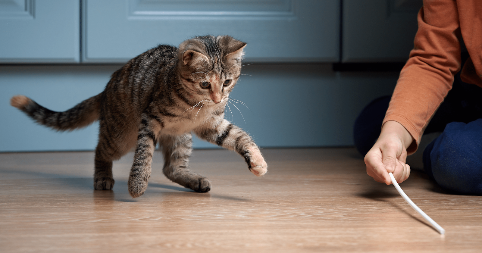 Tabby kitten chasing stick toy playing with owner