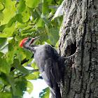 Pileated Woodpecker