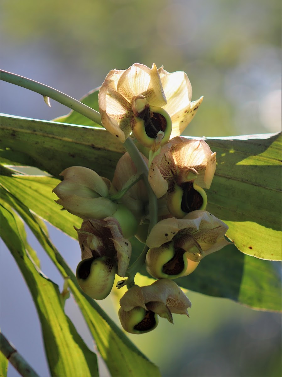 Monkey Goblet Orchid