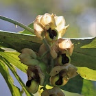 Monkey Goblet Orchid