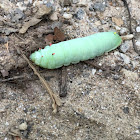 Luna Moth larvae