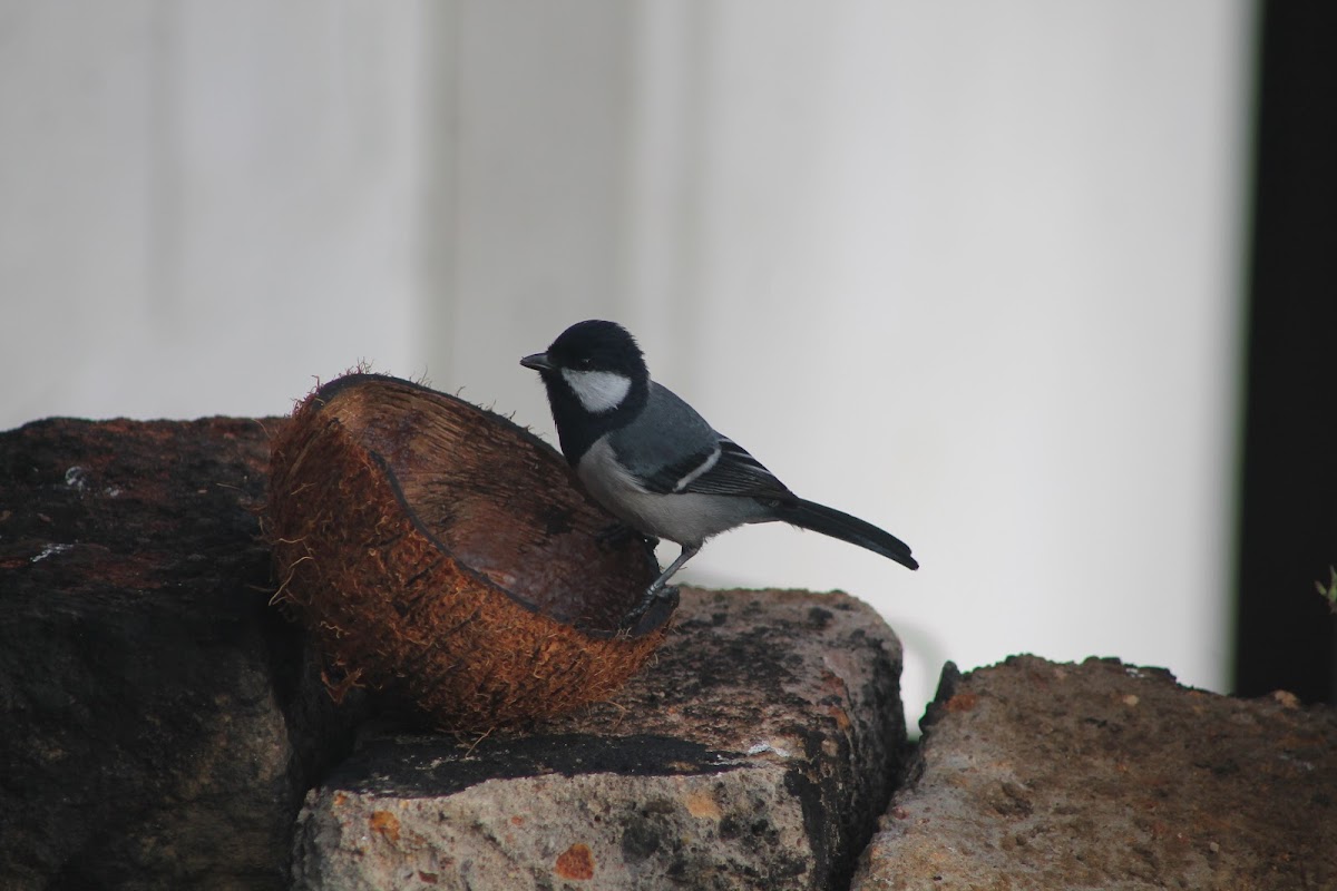 Great Tit