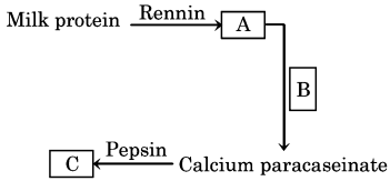 Digestive Glands