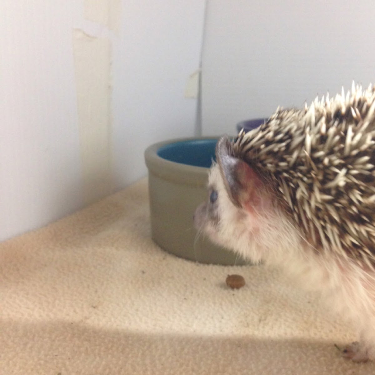 African Pygmy hedgehog