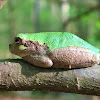 Cope's Gray Treefrog