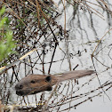 North American Beaver