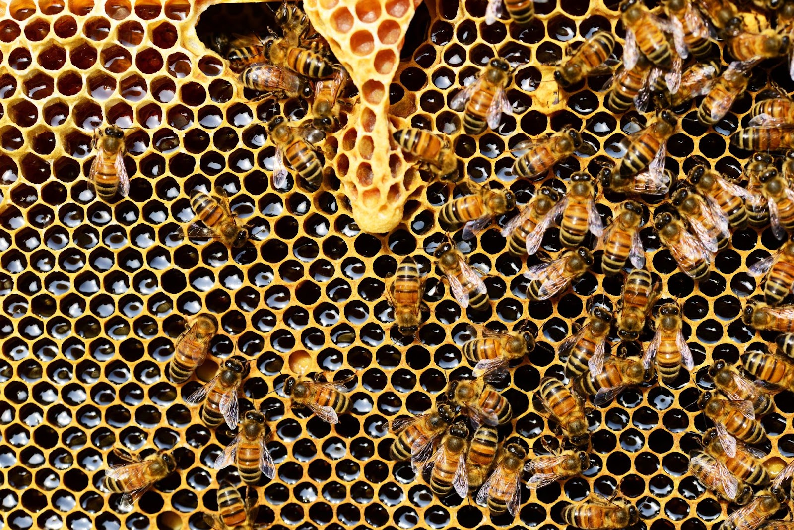 These bee honey captions can add a sweet treat to your posts