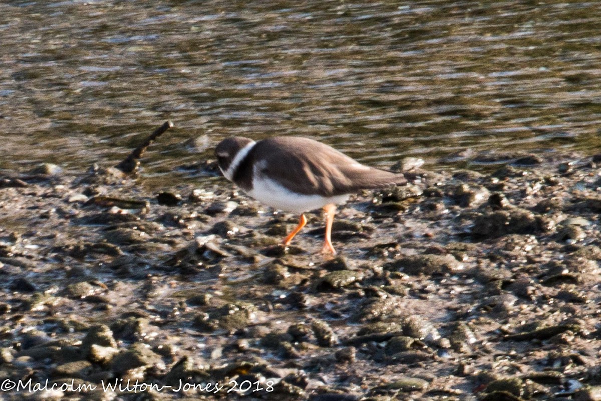 Ringed Plover