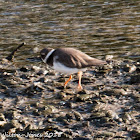 Ringed Plover