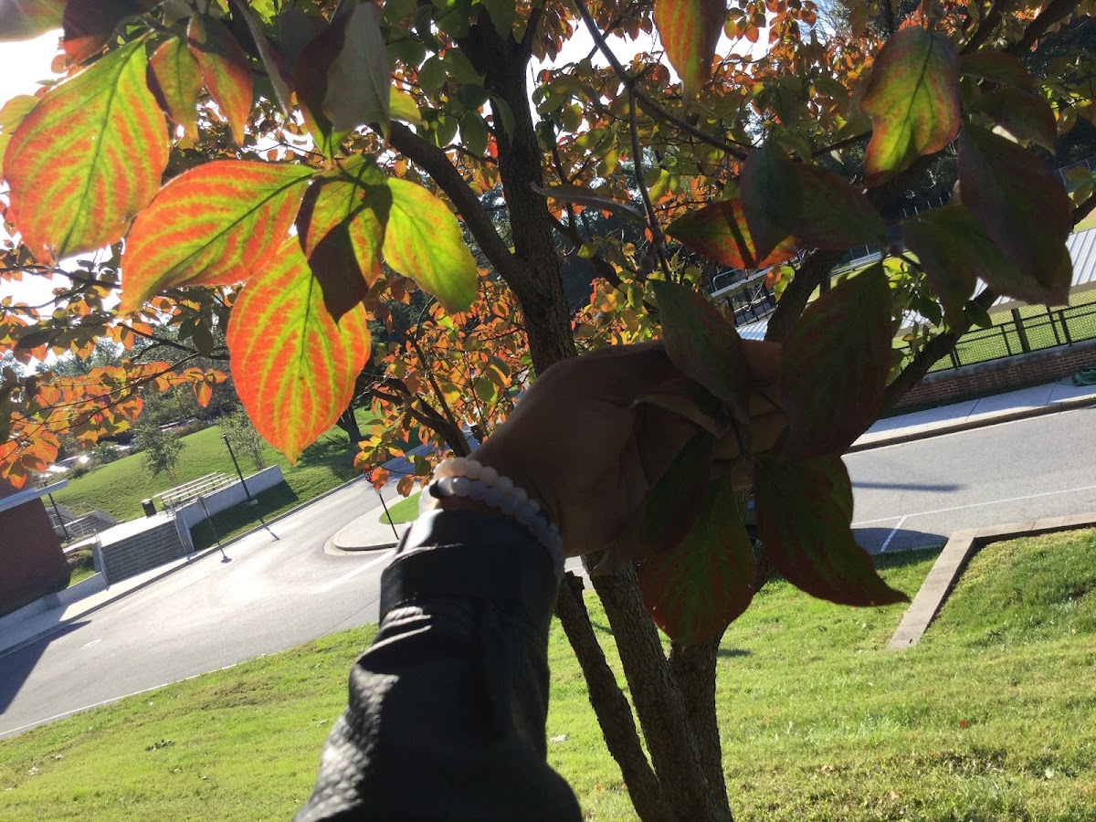 Flowering Dogwood