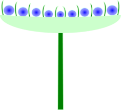 K:\6 КЛАСС-ФГОС\7-ЦВЕТОК-СОЦВЕТИЯ\СОЦВЕТИЯ\Рисунок4.png