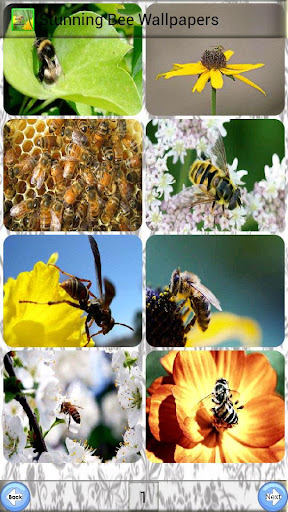 Stunning Bee Wallpapers