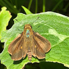 Southern Broken-dash skipper