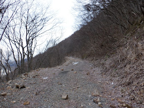 雪のない林道を進む