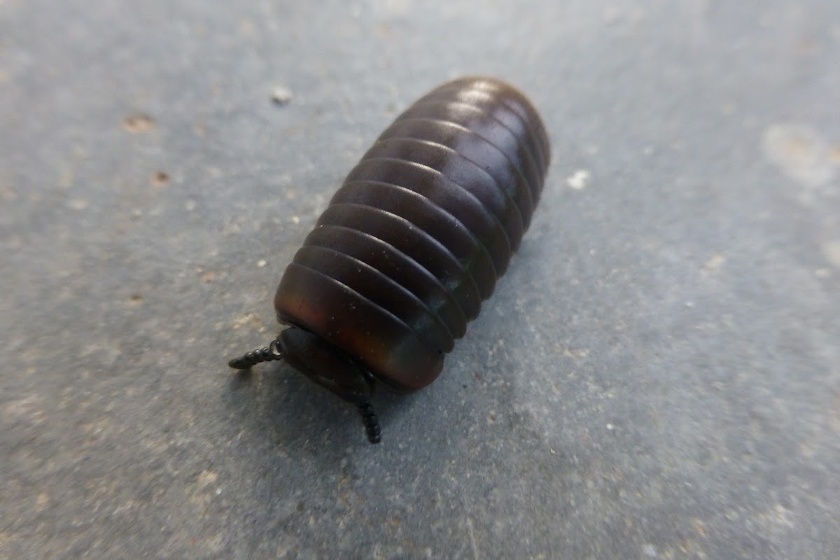 Pill millipede