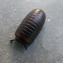 Pill millipede