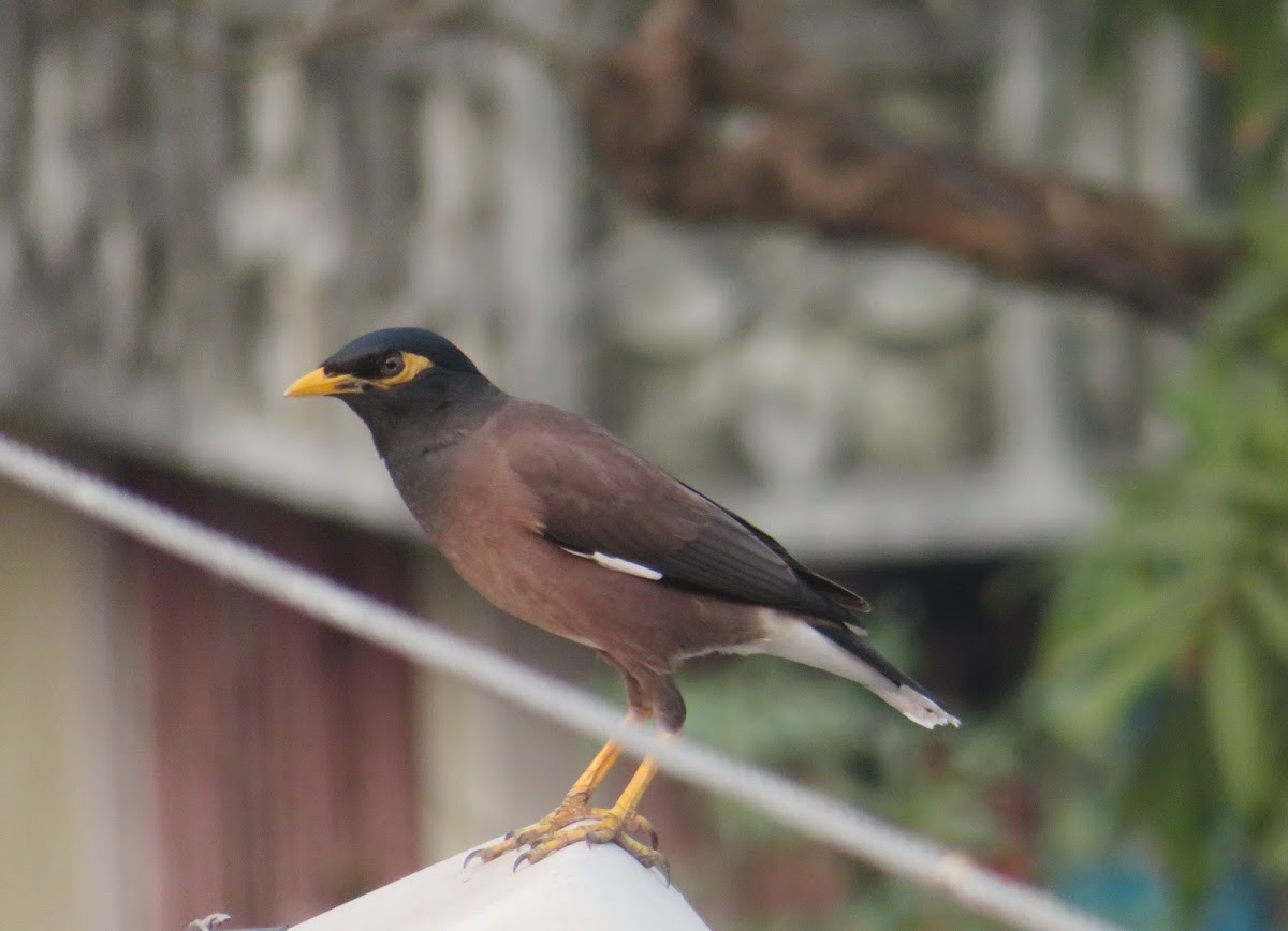 Indian Myna