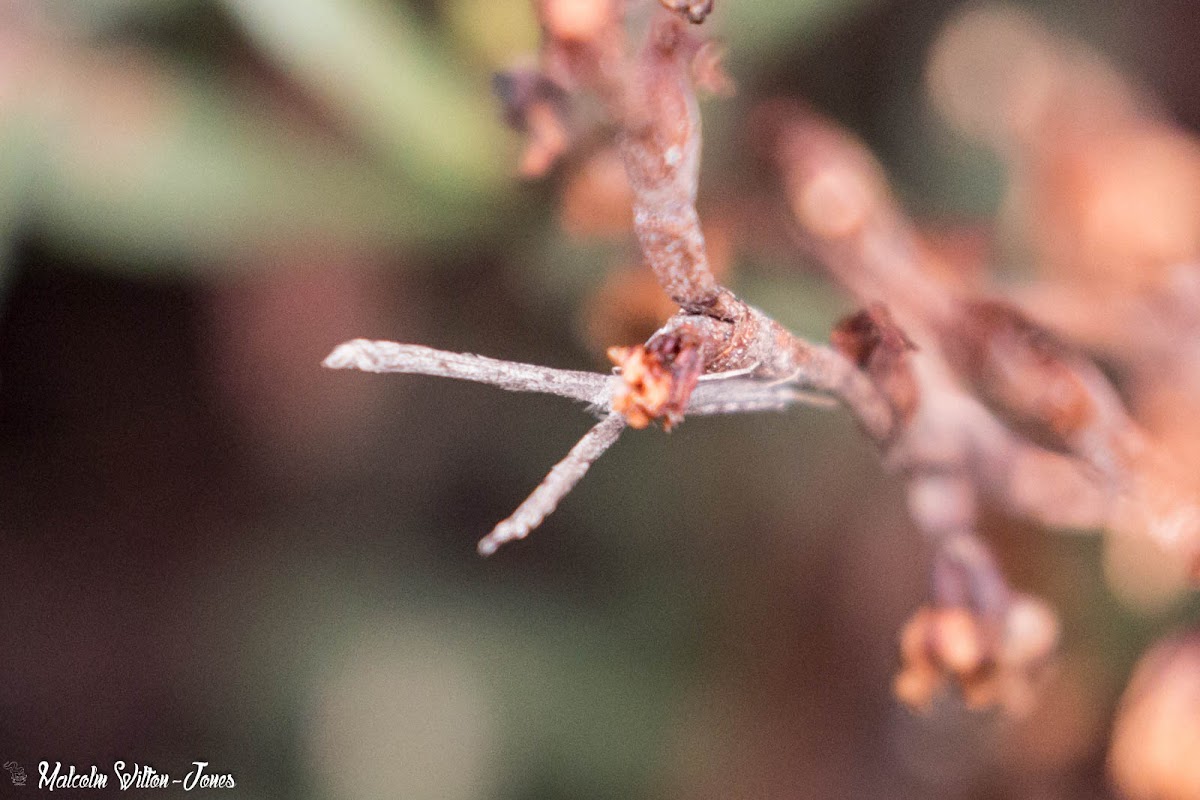 Plume Moth