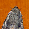 Ultronia Underwing