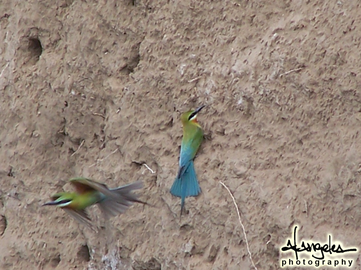 Blue-Tailed Bee-Eater