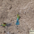 Blue-Tailed Bee-Eater