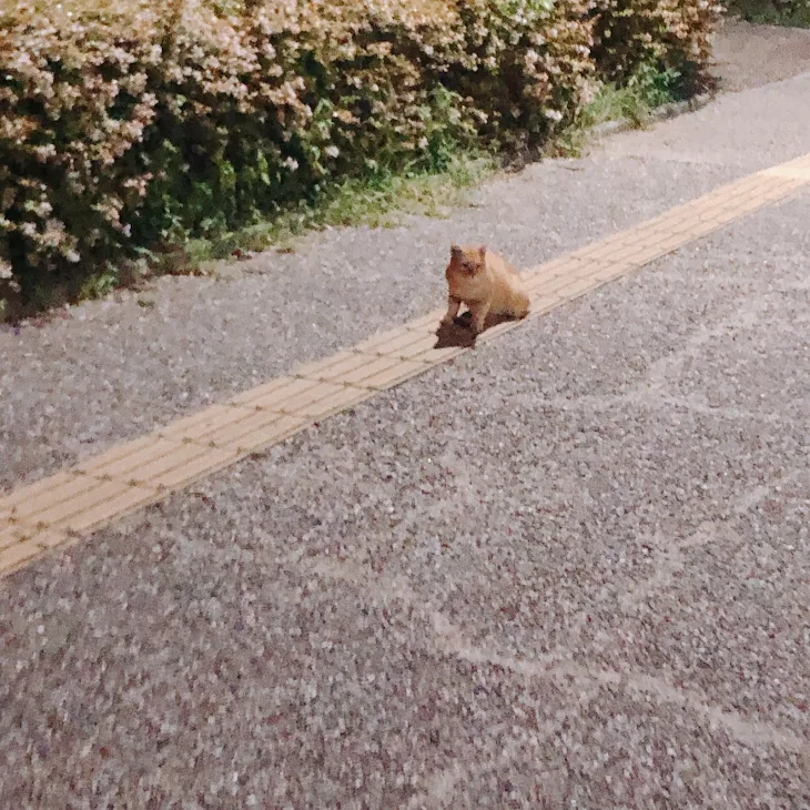 「わたしの友達のアホ男①」のメインビジュアル