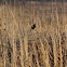 Red- Winged Blackbird